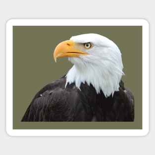 Eagle Sticker